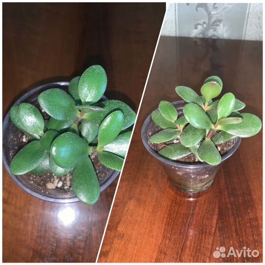 Домашние/ комнатные растения