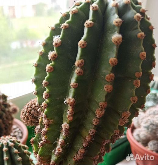 Кактусы и суккуленты