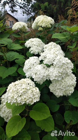 Гортензия