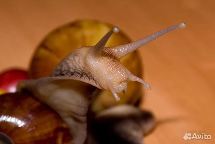 Улитки ахатины