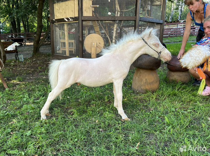 Крошечный мини-шетти пони (мини лошадь)