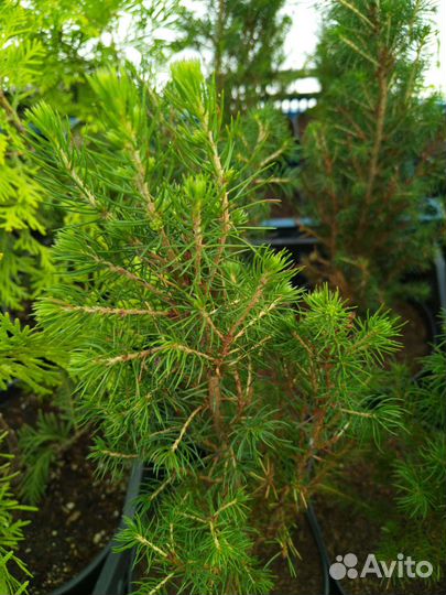 Ель канадская Коника