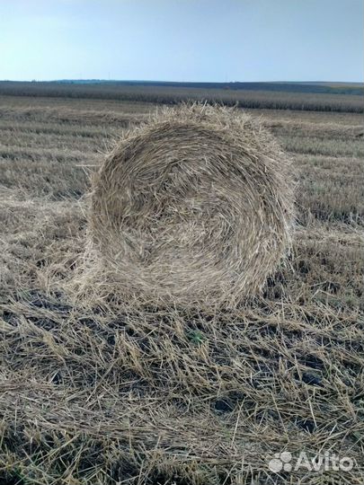 Сено сено эспарцет