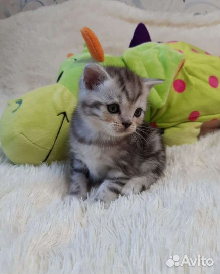 Шотландские вислоухие и прямоух котята.Есть выбор