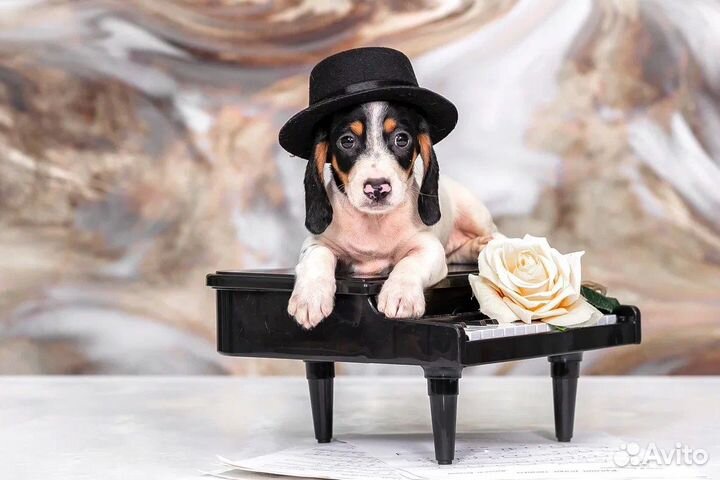 Миниатюрная такса окрас пайболд