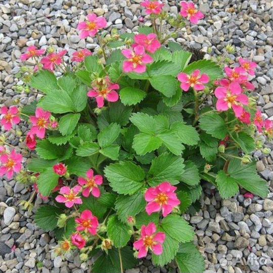 Сортовая ампельная клубника