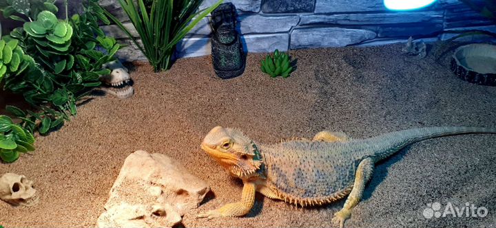 Бородатая агама