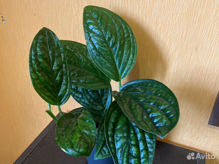 Эпипремнум марбл планет или перу. Марбл квин