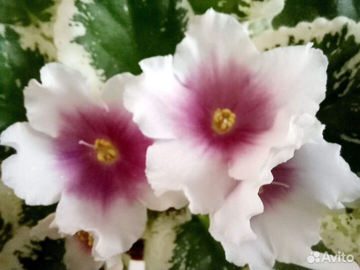 Взрослые сортовые фиалки