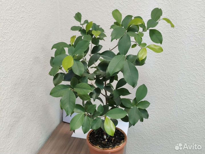 Фикус микрокарпа