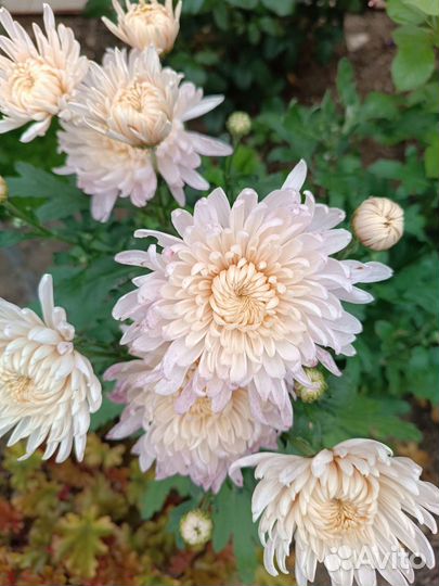 Хризантема