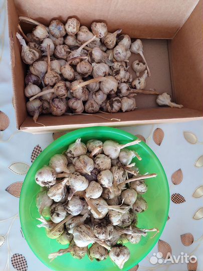 Чеснок на посадку