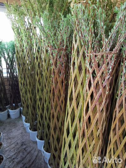 Ива плетеная