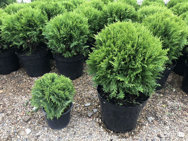 Туя Даника шаровидная