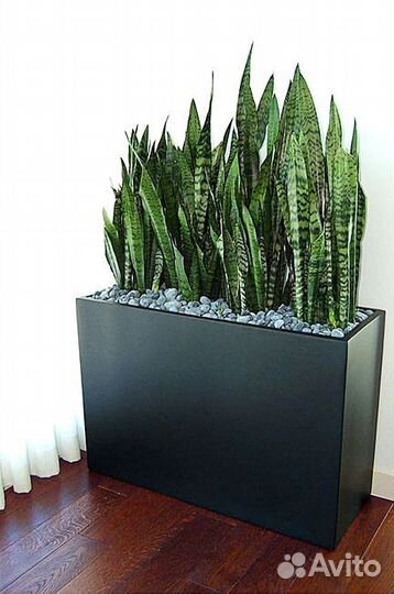 Сансевиерия детки