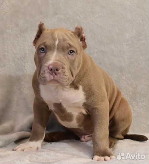 Собака Американский Булли вязка