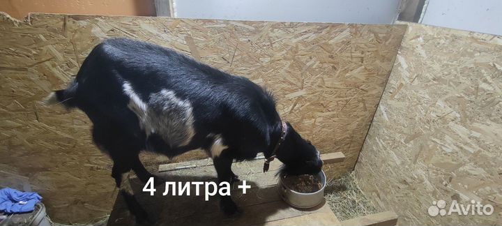 Зааненские козы дойные
