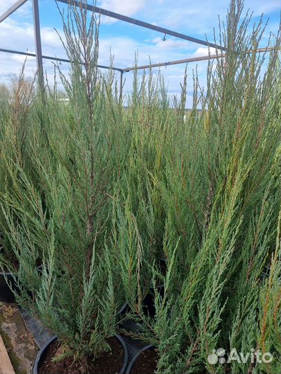 Можжевельник Блю Эроу