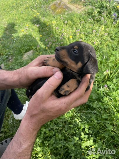 Щенки ягдтерьера