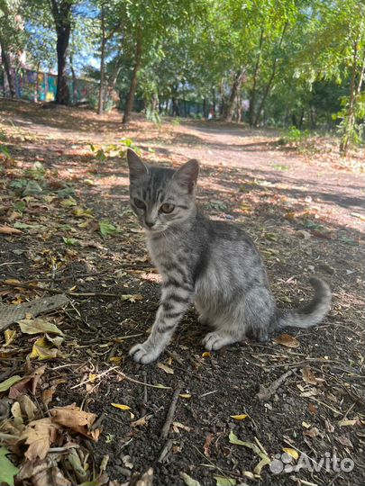 Котята в добрые ручки