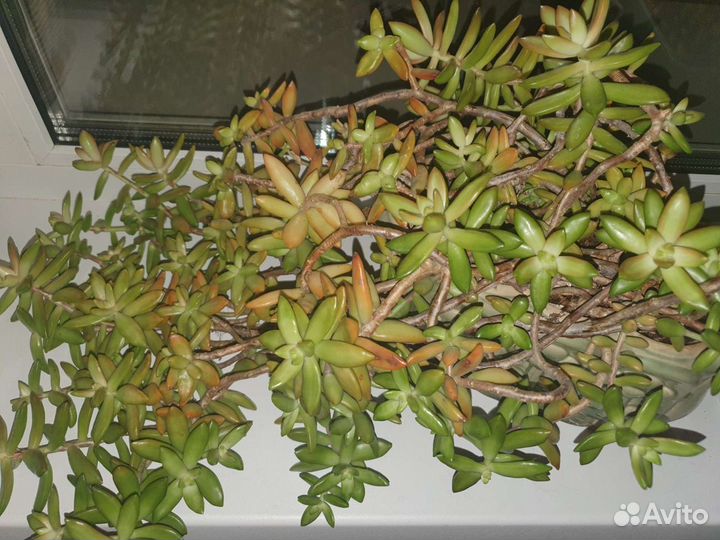 Суккулент Седум Нуссбаумера