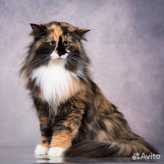 Ласковая пушистая красавица Мяфла