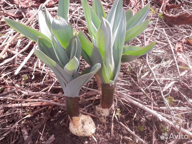 Лук Суворова (Азнур) листья съедобные