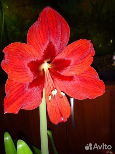 Гиппиаструм