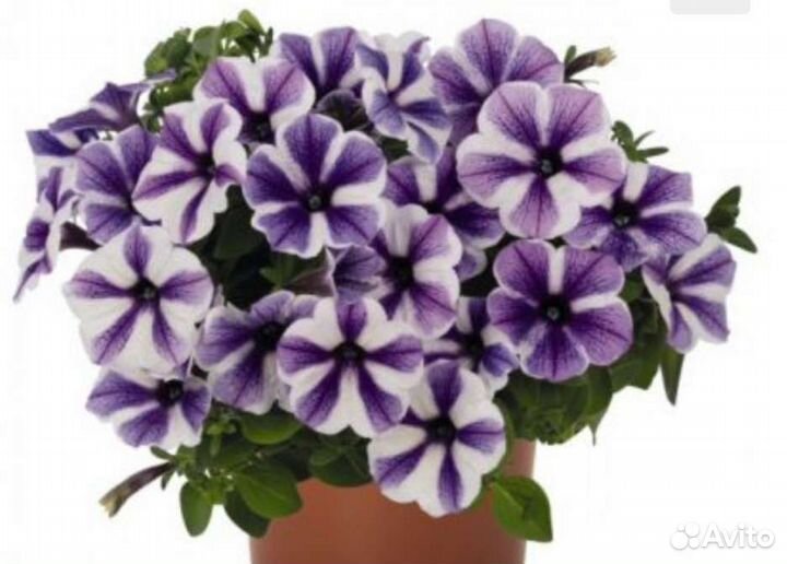 Вегетативная петуния укорененные черенки