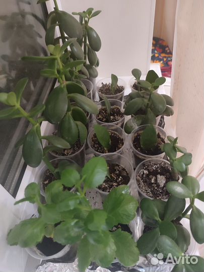 Комнатные цветы