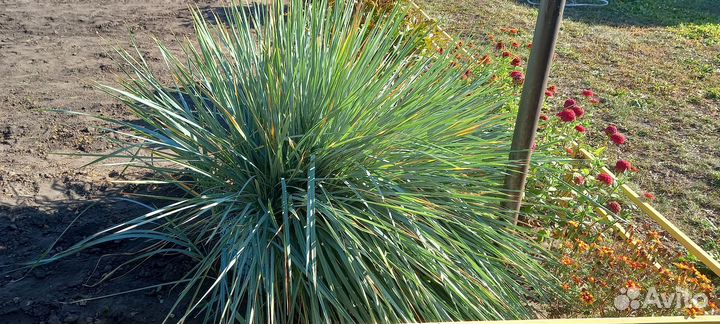 Декоративное растение для украшения сада