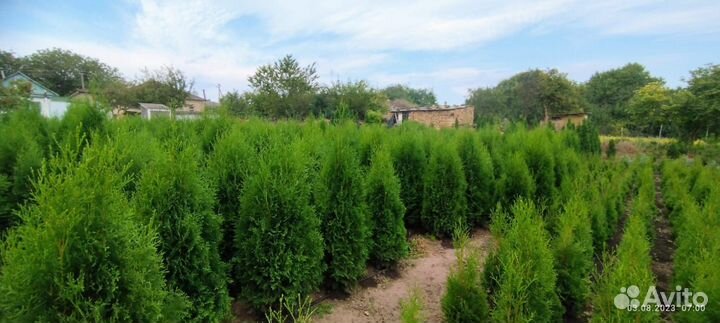 Туя колоновидная Колумна, сосна, ель