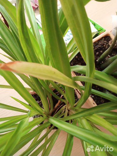 Хлорофитум