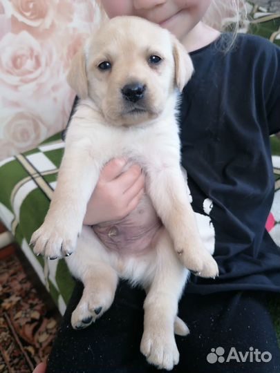 Щенки лабрадора