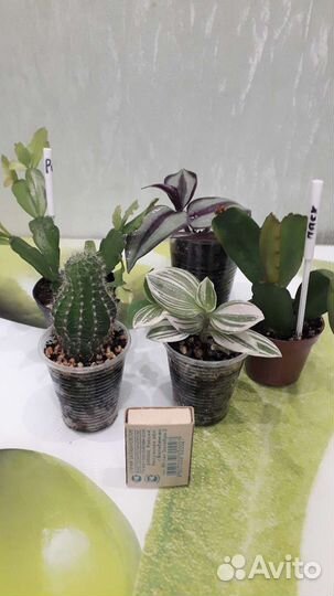 Комнатные растения, 5 шт