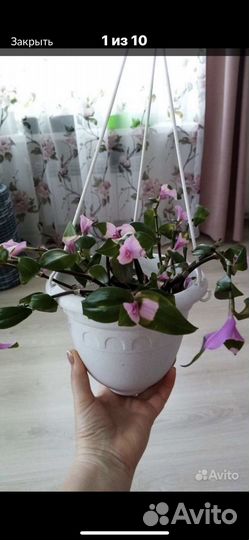 Комнатные цветы