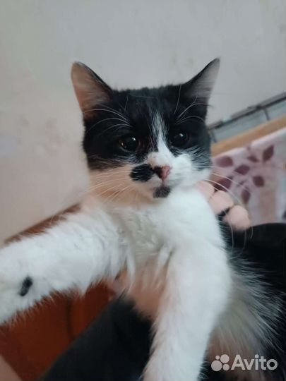 Котята. Две сестрички ищут дом