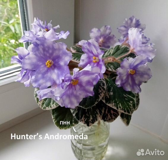 Сортовые фиалки