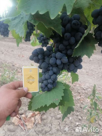 Виноград на вино