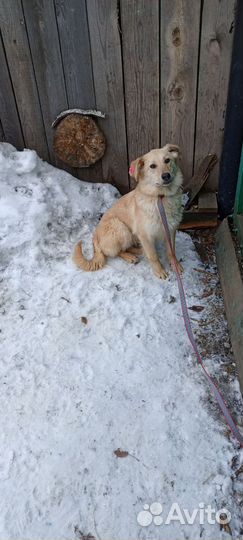 Собака в добрые руки отдам бесплатно