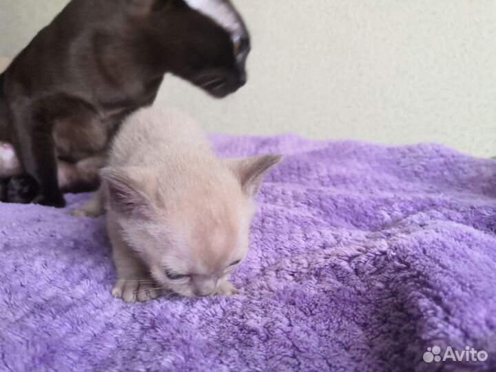 Котята европейской бурмы
