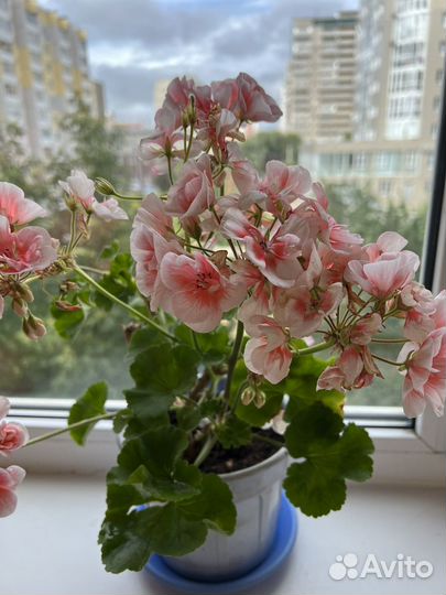 Пеларгония