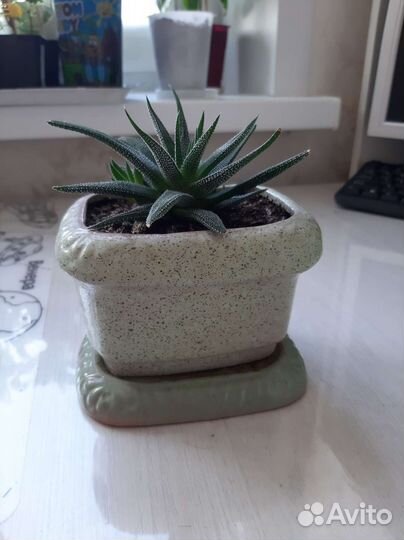 Кактусы Маммиллярия пролифера,опунции