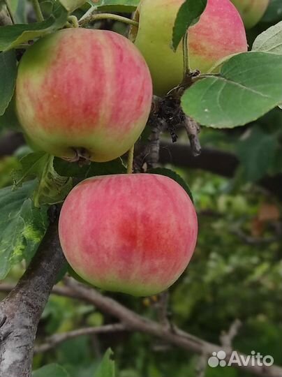 Яблоки свежие