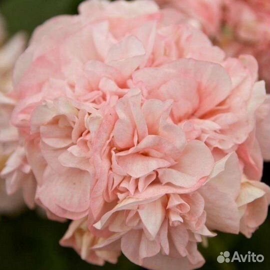 Пеларгония