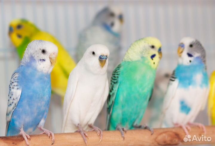 Волнистые попугаи для каждого. Большой выбор