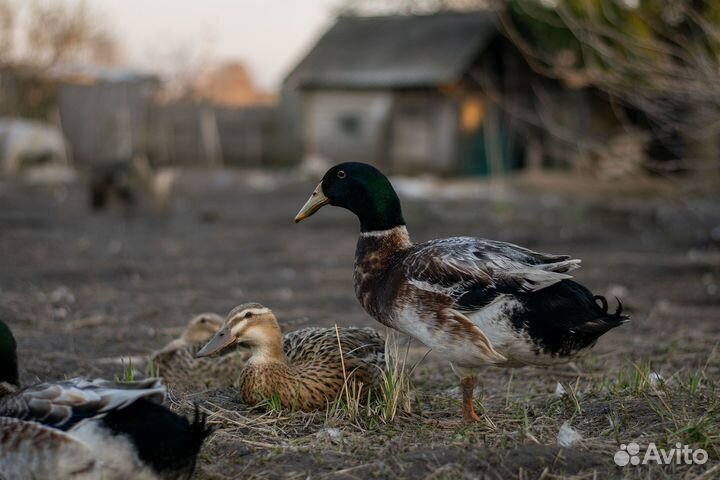 Инкуб. яйцо и утята индийский бегунок и агидель