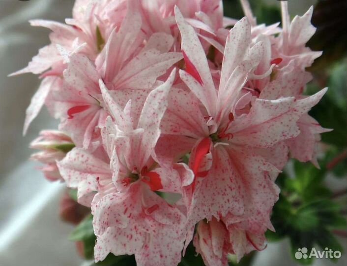 Пеларгония герань