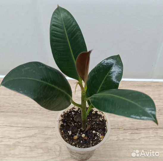 Сортовые фикусы