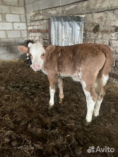 Продам телят